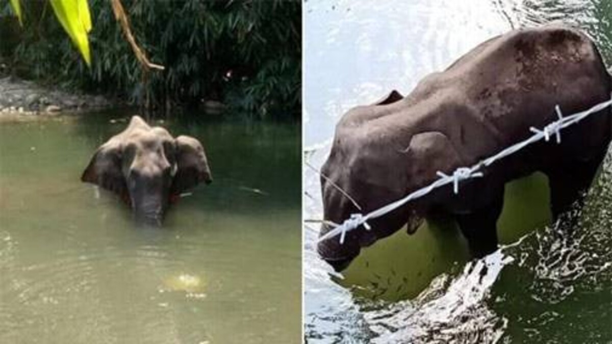 Elephant Dies After Eating Fire Cracker Filled Pineapple Police