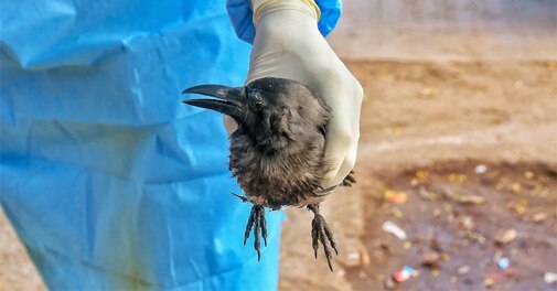 Bird flu outbreak in India: 8 states, 1 UT under avian influenza grip - Vimarsana News