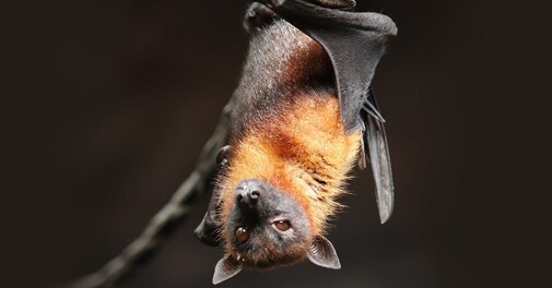 SARS-CoV-2 related coronaviruses circulating in bats, pangolins - Vimarsana News