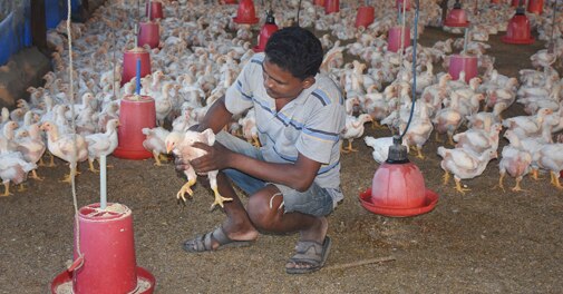 Centre confirms bird flu cases in poultry; 9 states report disease in crows, migratory birds