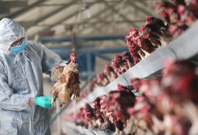 Bird flu in India: H5N1 first contracted to humans in Hong ...