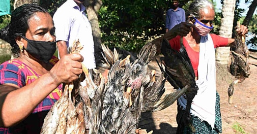 Bird flu: Chicken demand nosedives; mutton prices reach Rs 800 per kg - Vimarsana News