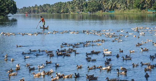 Bird Flu Outbreak In 4 States Kerala Culls 17 326 Birds Haryana On High Alert