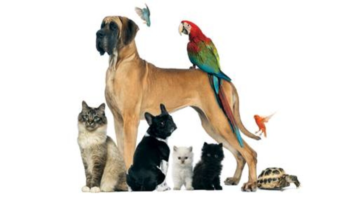 The Pet Bet Business News