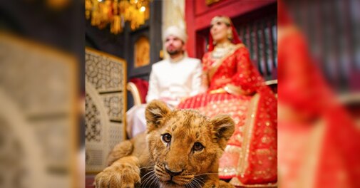 'Shame a small word': Pakistani couple faces backlash for using sedated lion cub in wedding shoot - Vimarsana News