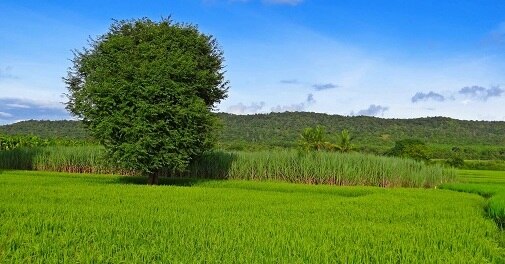 MP, West Bengal top performers in land records digitalisation - Vimarsana News