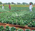 Rebooting Economy 56: Why India should follow agricultural development-led industrialisation growth model - Vimarsana News