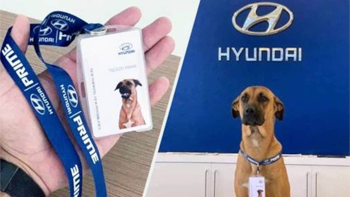 Pawsome Employee Hyundai Showroom Hires Street Dog As Salesman