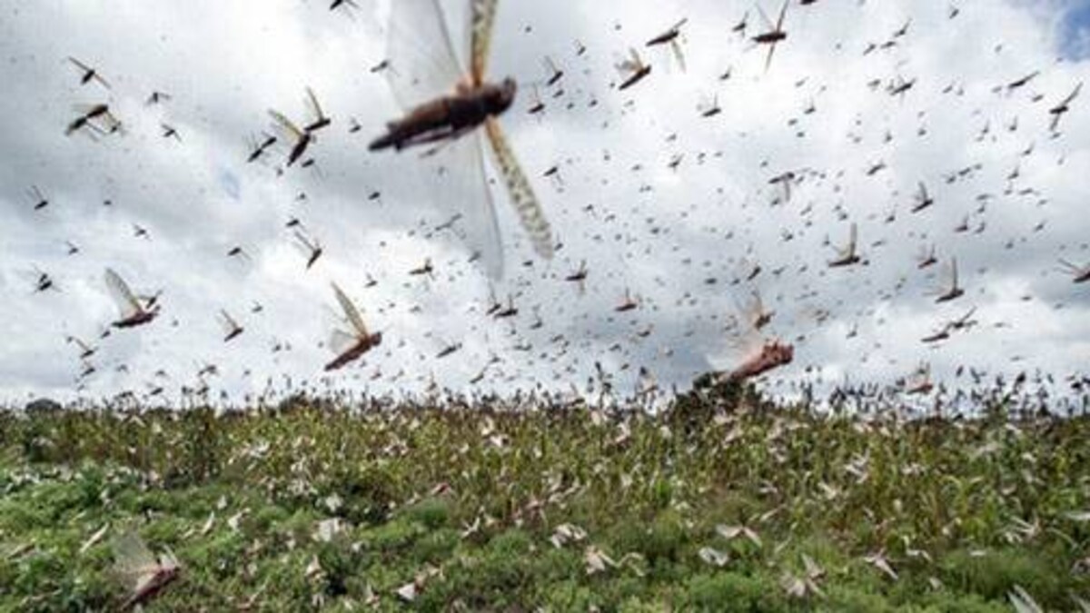 Locusts destroy crops in several Indian states: Here's all you ...