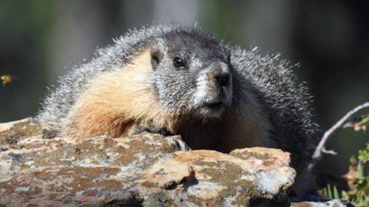 Amid Coronavirus Outbreak Bubonic Plague Grapples A Chinese City