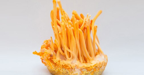 New mushroom species costs Rs 1.5 lakh per kg; here's what's so special  about it