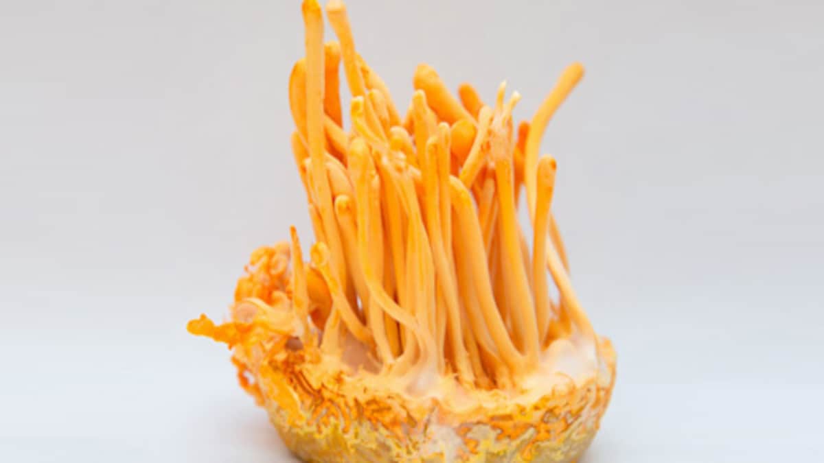 New mushroom species costs Rs 1.5 lakh per kg; here's what's so special about it
