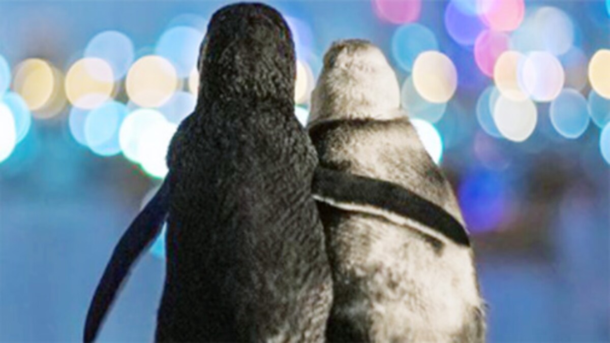 Penguin Couple Penguin Love Quotes Do Male Penguins Make Pebble