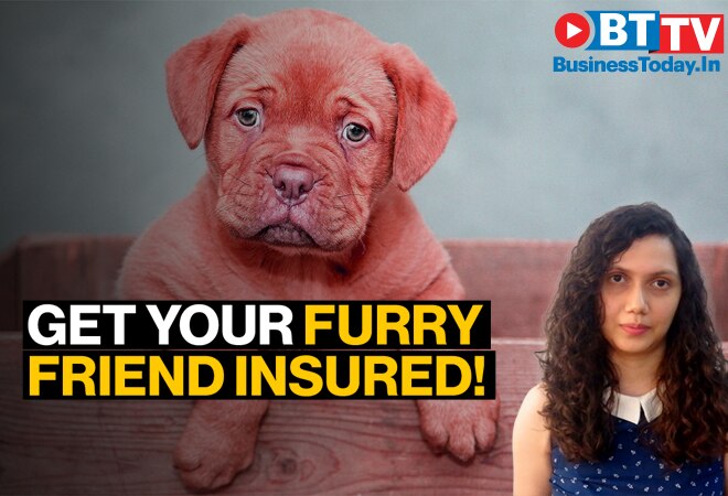 Want health insurance for your furry friend? Key things to ...