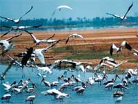 Pulicat Lake Pulicat Lake