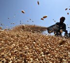 Wheat sowing increases 4% to 325.3 lakh hectare this rabi season - Vimarsana News