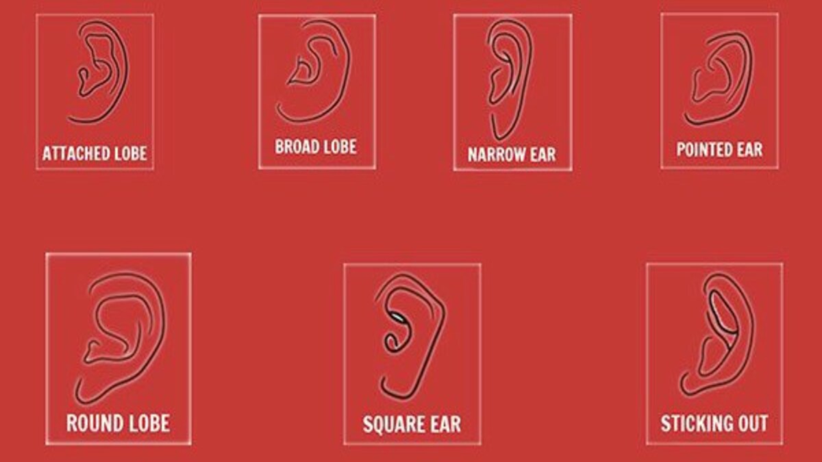 Different Types Of Ears