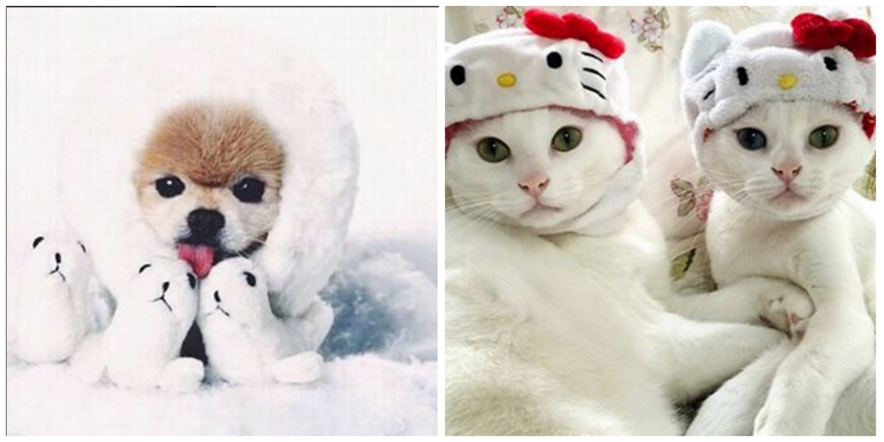 ADORABLE Baby Animals That are Absolutely Ready For Winters