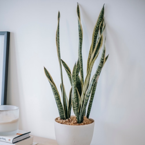 Photo: Snake plant