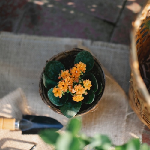 Photo: Kalanchoe