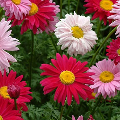 chrysanthemum