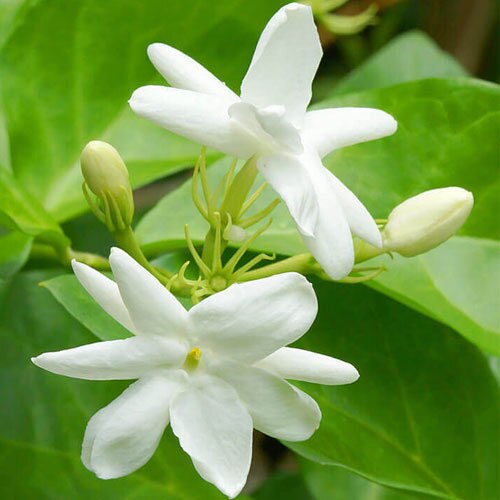 jasmine