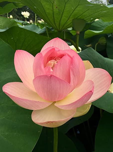 lotus