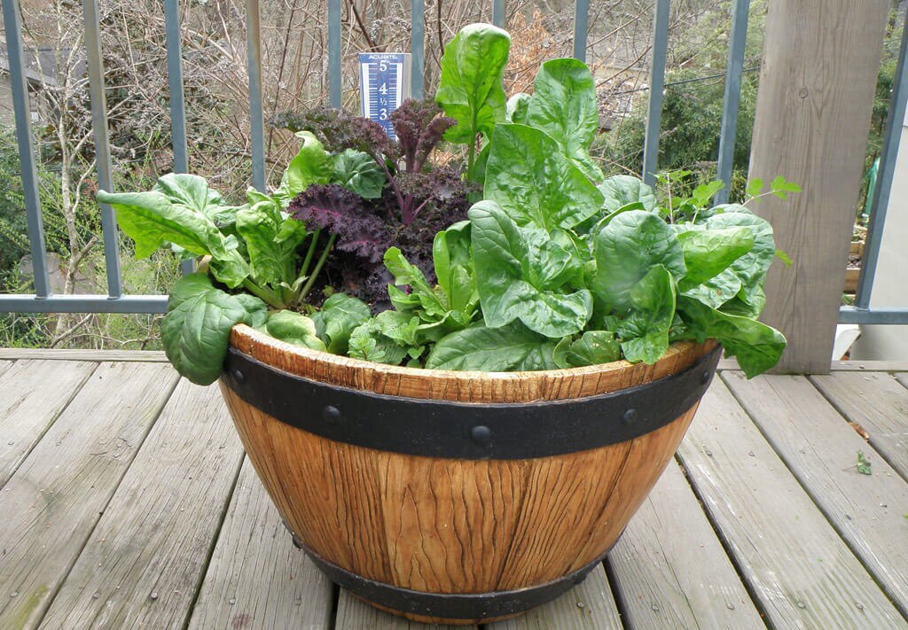 indoor vegetables