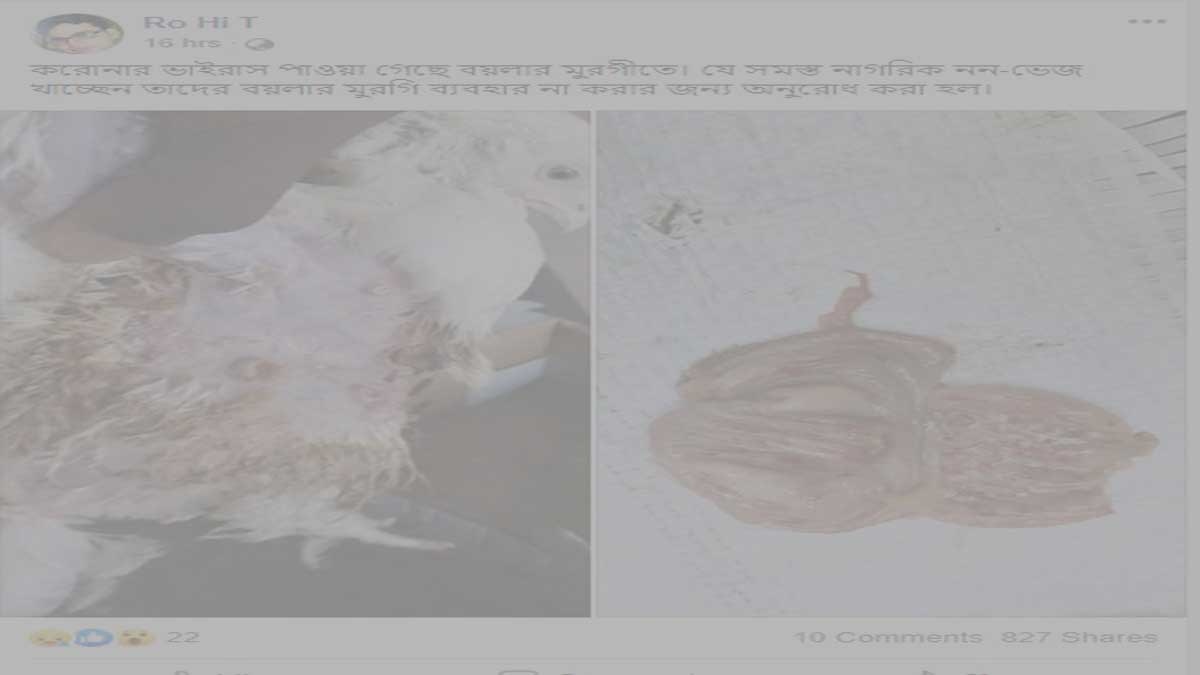 ফ্যাক্ট চেক: ব্রয়লার মুরগিতে পাওয়া গেলো করোনা ভাইরাস ?