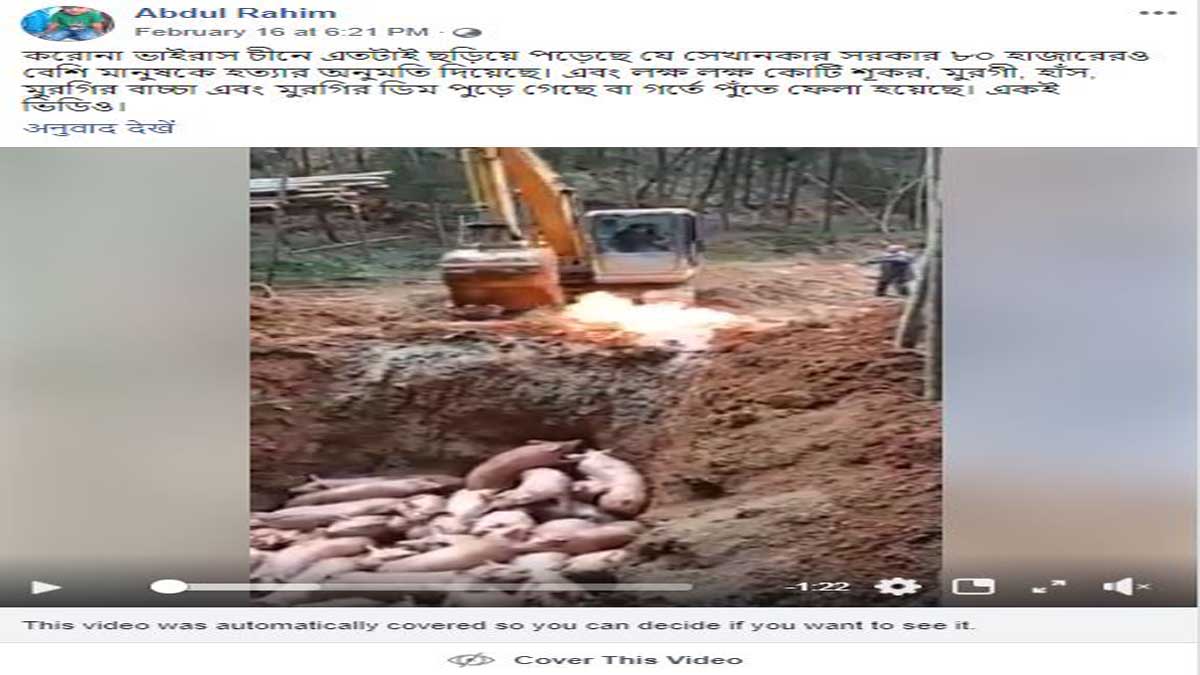 ফ্যাক্ট চেক: করোনা ভাইরাস সামাল দিতে কি চীন এই শুয়োরগুলোকে মেরে ফেলছে?