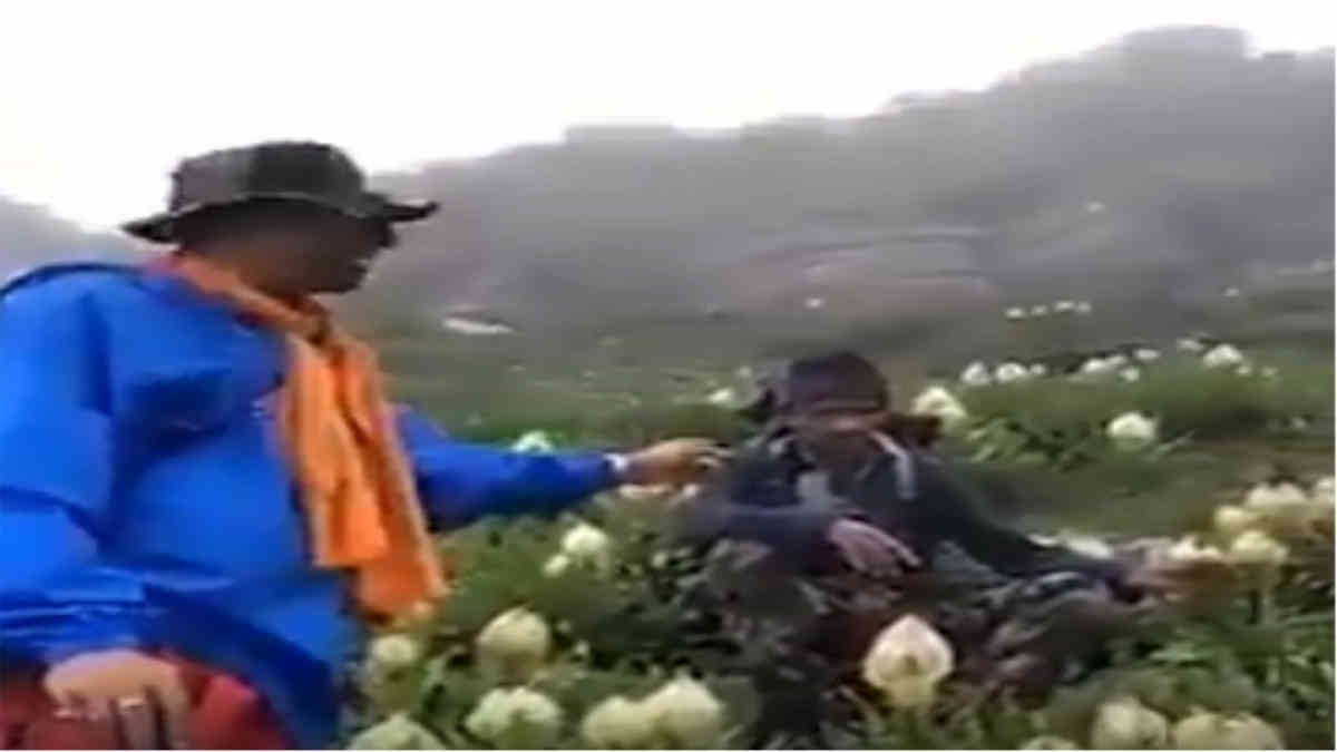 ফ্যাক্ট চেক: অনেক বছর পর ব্রহ্মপদ্ম ফোটার দাবী করে বিভ্রান্তিকর ফেসবুক পোস্ট