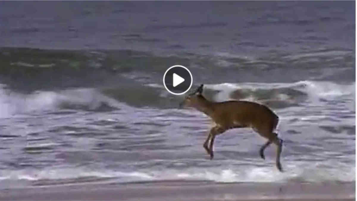 ফ্যাক্ট চেক: সমুদ্র সৈকতে হরিণের খেলার এই ভিডিওটি ভারতের নয়