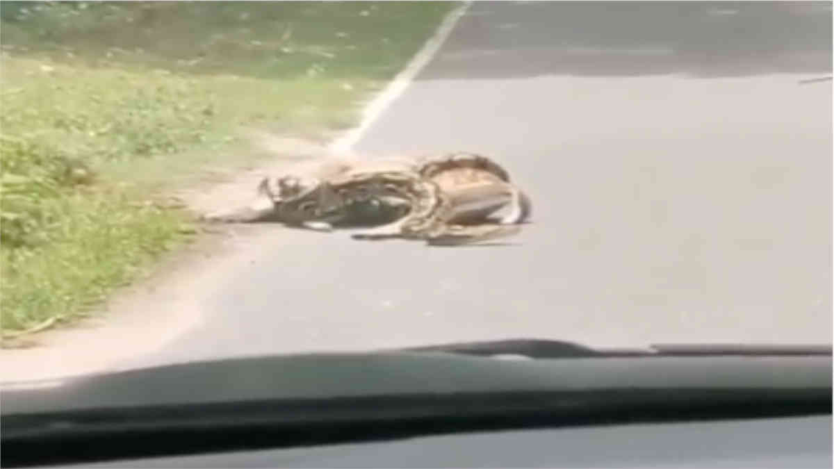 ফ্যাক্ট চেক: নাগপাশে বাধা হরিণের এই ভিডিওটি শিলিগুড়ির নয়