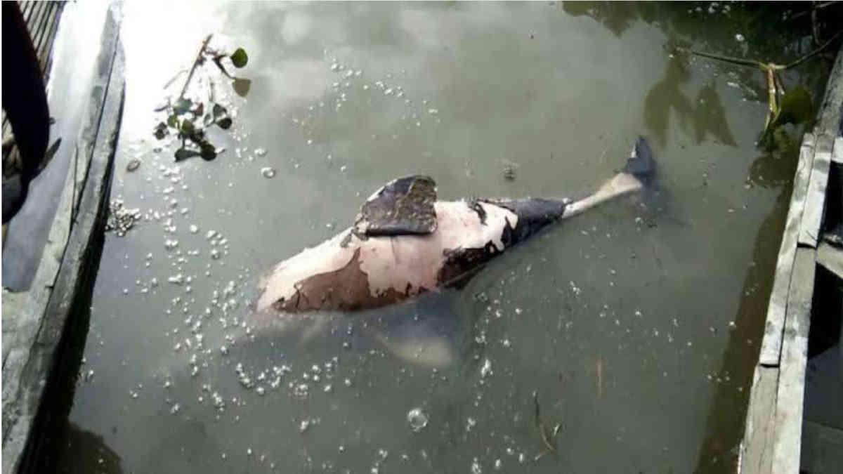 ফ্যাক্ট চেক: আসামের এই ডলফিনটিকে কি কেউ পুড়িয়ে মেরেছিলো?