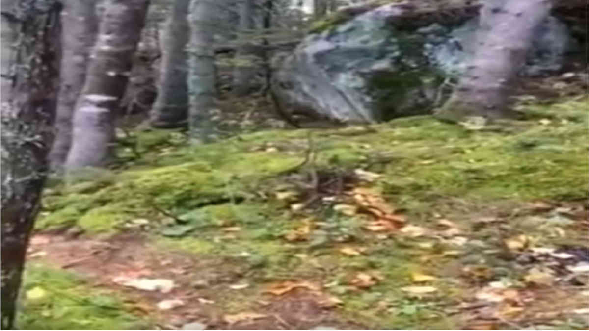 ফ্যাক্ট চেক: মাটি কাঁপার ভাইরাল ভিডিওটি মেঘালয়ের নয়