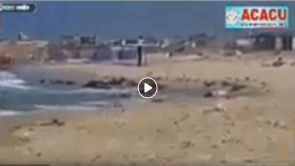 ফ্যাক্ট চেক: চীনে করোনা ভাইরাসের প্রকোপে মৃত মানুষদের ভিডিও নয় এটি