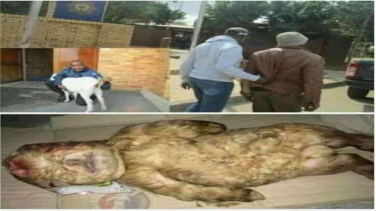 ফ্যাক্ট চেক: মানবশিশুর মতন দেখতে ভেড়াশাবকটির ছবি নিয়ে বিভ্রান্তিকর তথ্য ভাইরাল