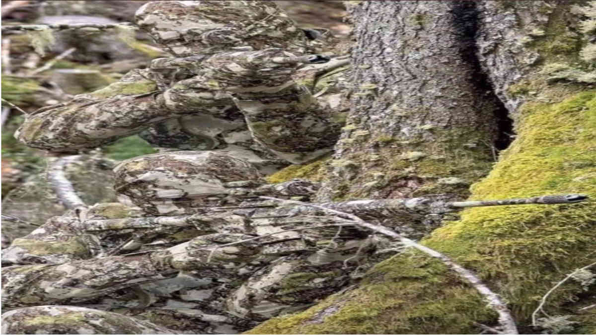 ফ্যাক্ট চেক: ভাইরাল এই ছবিতে কি ভারতীয় সেনাদের দেখা যাচ্ছে?