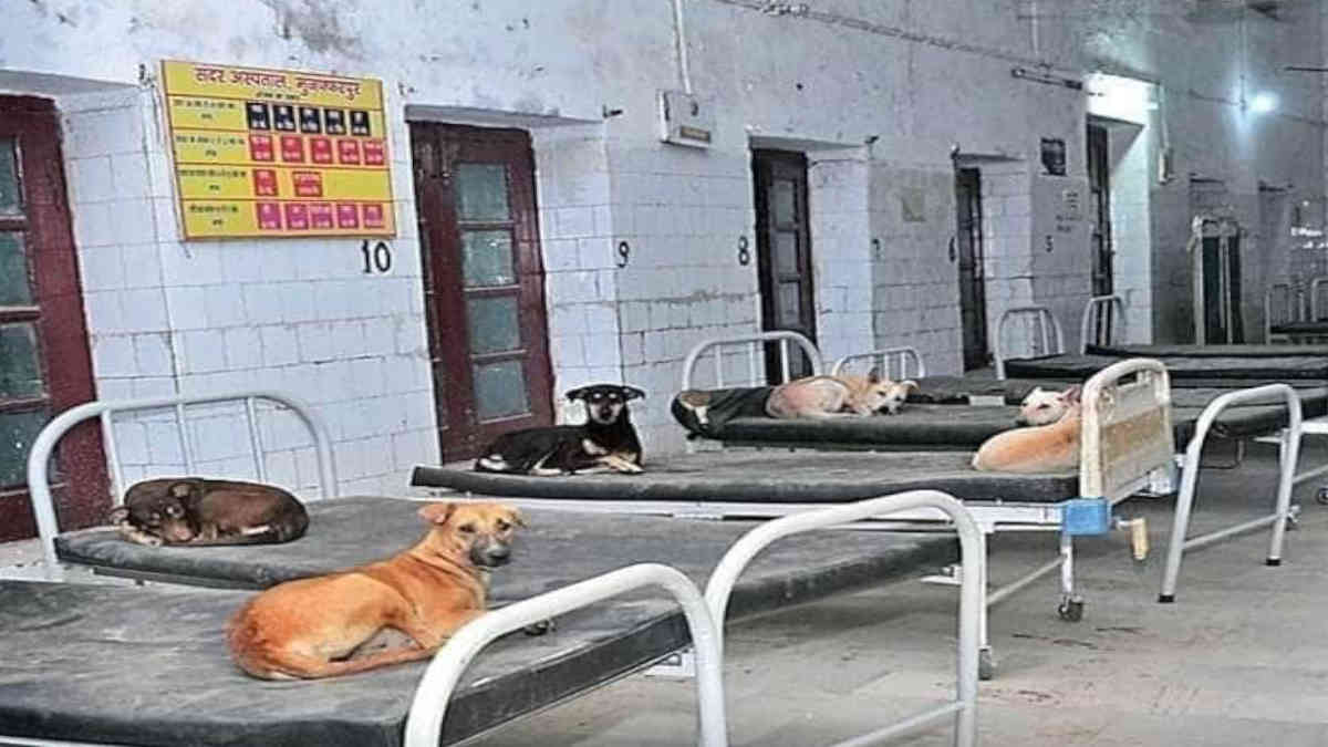 ফ্যাক্ট চেক: হাসপাতালের বিছানায় কুকুর শুয়ে থাকার এই ছবি করোনা মহামারীর সময়কার নয়
