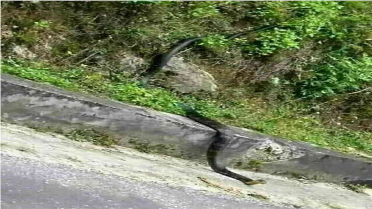 ফ্যাক্ট চেক: বিভ্রান্তিকর দাবী করে সাপের এই ছবি শেয়ার করলেন নেটিজেনরা