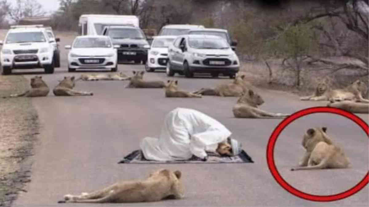 ফ্যাক্ট চেক: এই ছবিতে বন্যপ্রাণীদের কি কোনো ব্যক্তিকে পাহারা দিতে দেখা যায়?