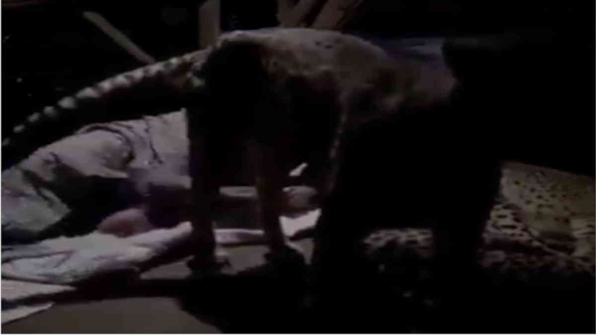 ফ্যাক্ট চেক: তিনটি চিতা নিয়ে শুয়ে থাকার ভাইরাল এই ভিডিওটি আসলে দক্ষিণ আফ্রিকার