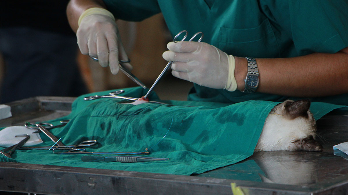 How are scientists cryopreserving endangered animal species?