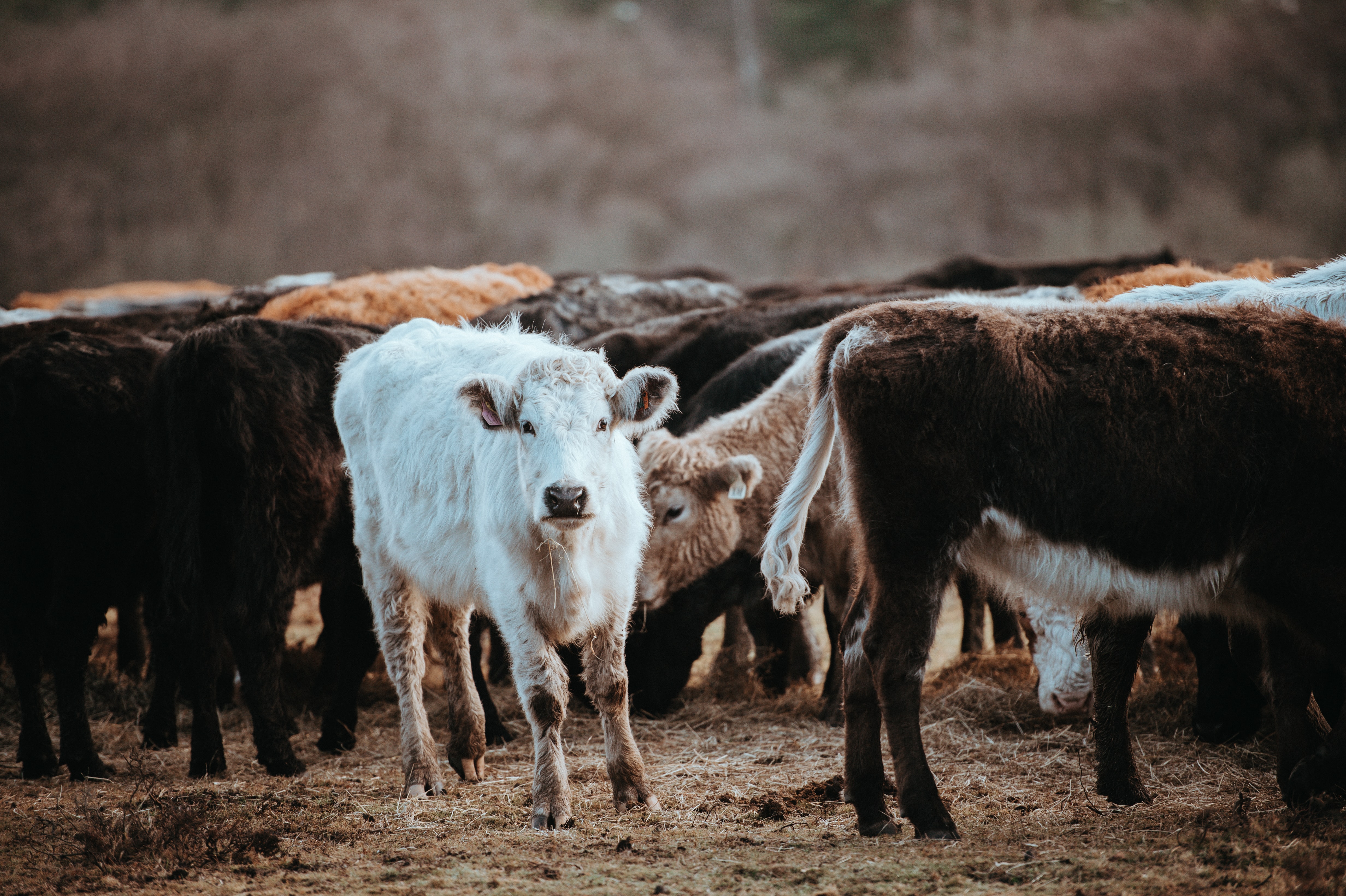 New Zealand plans to tax cow and sheep burps. 4 other such weird taxes