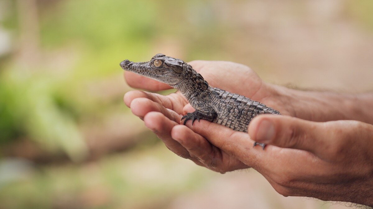You saw that alligator in the viral video, but what is an emotional support animal?