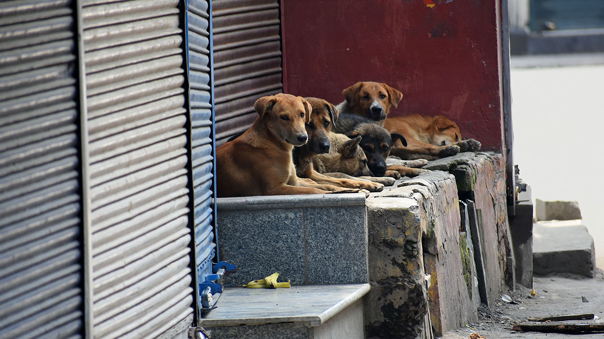 In Kerala, dogs are no longer man's best friend