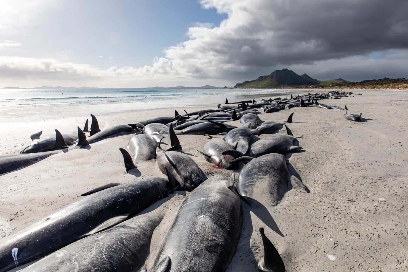 The haunting visuals of dead whales from Charlotte's Island (photo-Reuters)