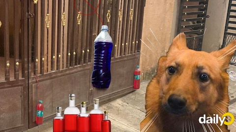 Why Dogs Fear Red Water Bottles: Unveiling the Mystery