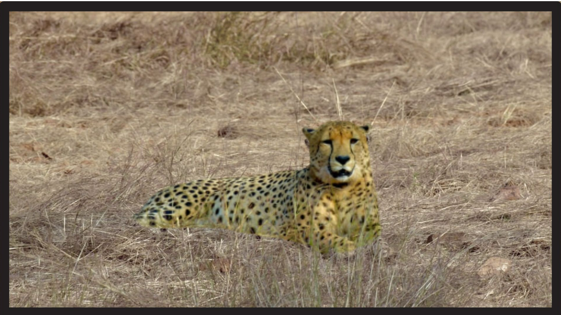 You can soon see African cheetahs on Indian soil at Kuno National Park You can soon see African cheetahs on Indian soil at Kuno National Park