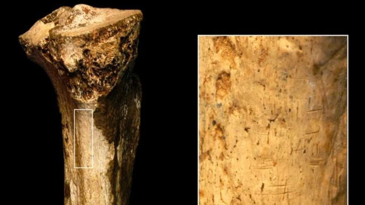 Looks like human ancestors were cannibals who butchered and ate each other Looks like human ancestors were cannibals who butchered and ate each other